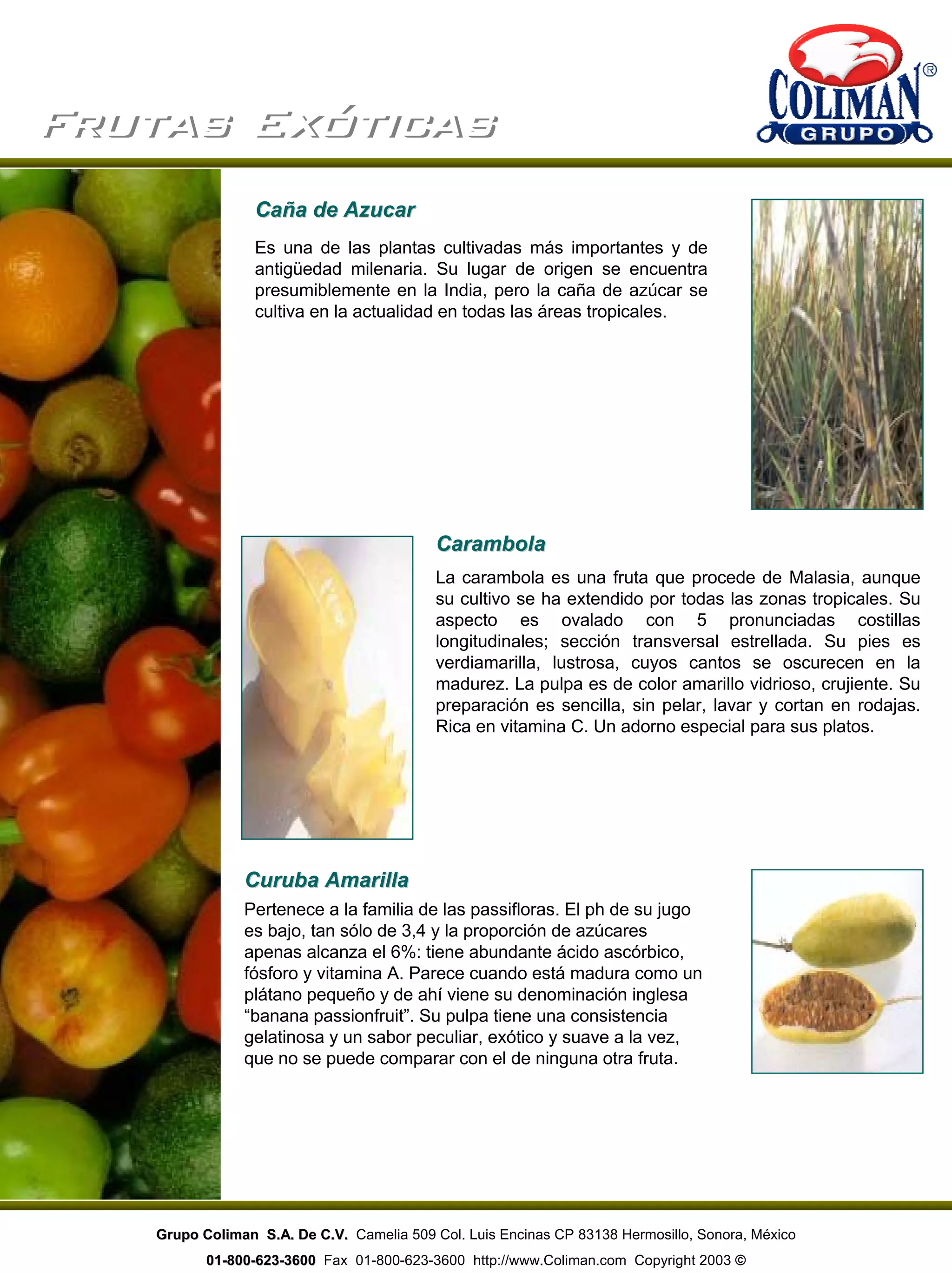 Frutas ExóticasFrutas Exóticas
Caña de AzucarCaña de Azucar
Es una de las plantas cultivadas más importantes y de
antigüedad milenaria. Su lugar de origen se encuentra
presumiblemente en la India, pero la caña de azúcar se
cultiva en la actualidad en todas las áreas tropicales.
CarambolaCarambola
La carambola es una fruta que procede de Malasia, aunque
su cultivo se ha extendido por todas las zonas tropicales. Su
aspecto es ovalado con 5 pronunciadas costillas
longitudinales; sección transversal estrellada. Su pies es
verdiamarilla, lustrosa, cuyos cantos se oscurecen en la
madurez. La pulpa es de color amarillo vidrioso, crujiente. Su
preparación es sencilla, sin pelar, lavar y cortan en rodajas.
Rica en vitamina C. Un adorno especial para sus platos.
Curuba AmarillaCuruba Amarilla
Pertenece a la familia de las passifloras. El ph de su jugo
es bajo, tan sólo de 3,4 y la proporción de azúcares
apenas alcanza el 6%: tiene abundante ácido ascórbico,
fósforo y vitamina A. Parece cuando está madura como un
plátano pequeño y de ahí viene su denominación inglesa
“banana passionfruit”. Su pulpa tiene una consistencia
gelatinosa y un sabor peculiar, exótico y suave a la vez,
que no se puede comparar con el de ninguna otra fruta.
Grupo Coliman S.A. De C.V.Grupo Coliman S.A. De C.V. Camelia 509 Col. Luis Encinas CP 83138 Hermosillo, Sonora, México
0101--800800--623623--36003600 Fax 01-800-623-3600 http://www.Coliman.com Copyright 2003 ©
 