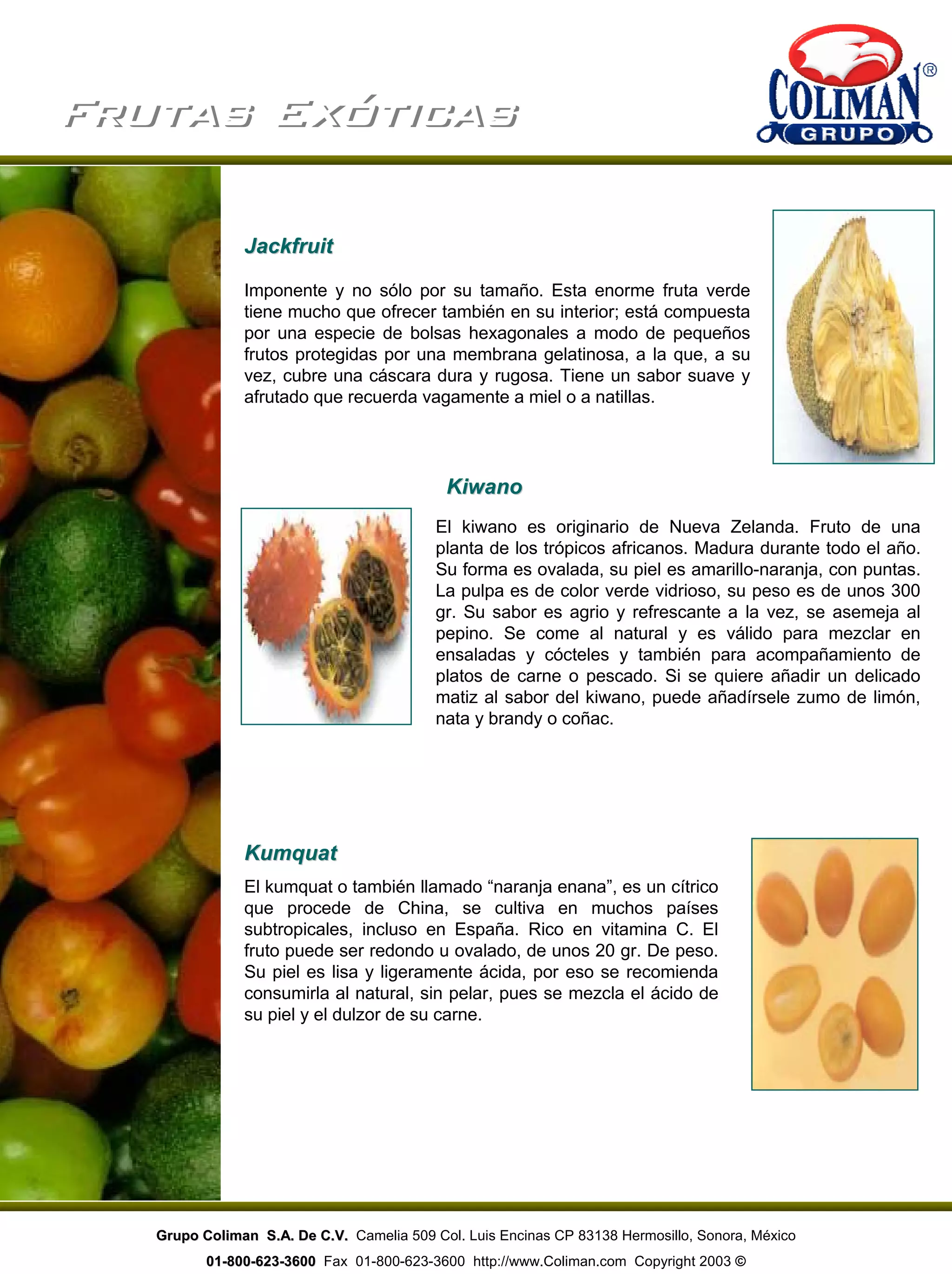 Frutas ExóticasFrutas Exóticas
El kiwano es originario de Nueva Zelanda. Fruto de una
planta de los trópicos africanos. Madura durante todo el año.
Su forma es ovalada, su piel es amarillo-naranja, con puntas.
La pulpa es de color verde vidrioso, su peso es de unos 300
gr. Su sabor es agrio y refrescante a la vez, se asemeja al
pepino. Se come al natural y es válido para mezclar en
ensaladas y cócteles y también para acompañamiento de
platos de carne o pescado. Si se quiere añadir un delicado
matiz al sabor del kiwano, puede añadírsele zumo de limón,
nata y brandy o coñac.
KiwanoKiwano
El kumquat o también llamado “naranja enana”, es un cítrico
que procede de China, se cultiva en muchos países
subtropicales, incluso en España. Rico en vitamina C. El
fruto puede ser redondo u ovalado, de unos 20 gr. De peso.
Su piel es lisa y ligeramente ácida, por eso se recomienda
consumirla al natural, sin pelar, pues se mezcla el ácido de
su piel y el dulzor de su carne.
JackfruitJackfruit
Imponente y no sólo por su tamaño. Esta enorme fruta verde
tiene mucho que ofrecer también en su interior; está compuesta
por una especie de bolsas hexagonales a modo de pequeños
frutos protegidas por una membrana gelatinosa, a la que, a su
vez, cubre una cáscara dura y rugosa. Tiene un sabor suave y
afrutado que recuerda vagamente a miel o a natillas.
KumquatKumquat
Grupo Coliman S.A. De C.V.Grupo Coliman S.A. De C.V. Camelia 509 Col. Luis Encinas CP 83138 Hermosillo, Sonora, México
0101--800800--623623--36003600 Fax 01-800-623-3600 http://www.Coliman.com Copyright 2003 ©
 