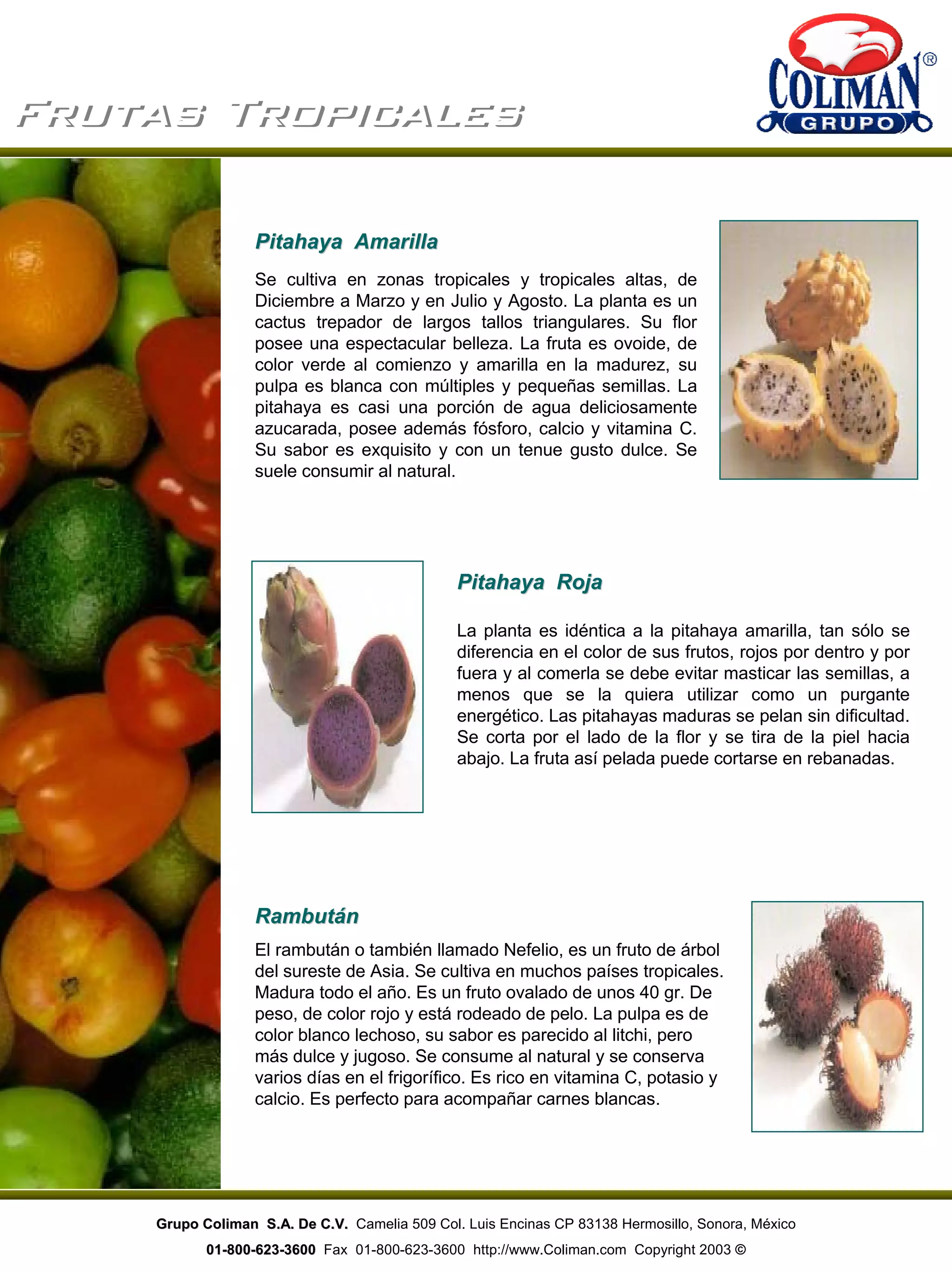 Frutas TropicalesFrutas Tropicales
Pitahaya AmarillaPitahaya Amarilla
Se cultiva en zonas tropicales y tropicales altas, de
Diciembre a Marzo y en Julio y Agosto. La planta es un
cactus trepador de largos tallos triangulares. Su flor
posee una espectacular belleza. La fruta es ovoide, de
color verde al comienzo y amarilla en la madurez, su
pulpa es blanca con múltiples y pequeñas semillas. La
pitahaya es casi una porción de agua deliciosamente
azucarada, posee además fósforo, calcio y vitamina C.
Su sabor es exquisito y con un tenue gusto dulce. Se
suele consumir al natural.
Pitahaya RojaPitahaya Roja
La planta es idéntica a la pitahaya amarilla, tan sólo se
diferencia en el color de sus frutos, rojos por dentro y por
fuera y al comerla se debe evitar masticar las semillas, a
menos que se la quiera utilizar como un purgante
energético. Las pitahayas maduras se pelan sin dificultad.
Se corta por el lado de la flor y se tira de la piel hacia
abajo. La fruta así pelada puede cortarse en rebanadas.
RambutánRambután
El rambután o también llamado Nefelio, es un fruto de árbol
del sureste de Asia. Se cultiva en muchos países tropicales.
Madura todo el año. Es un fruto ovalado de unos 40 gr. De
peso, de color rojo y está rodeado de pelo. La pulpa es de
color blanco lechoso, su sabor es parecido al litchi, pero
más dulce y jugoso. Se consume al natural y se conserva
varios días en el frigorífico. Es rico en vitamina C, potasio y
calcio. Es perfecto para acompañar carnes blancas.
Grupo Coliman S.A. De C.V.Grupo Coliman S.A. De C.V. Camelia 509 Col. Luis Encinas CP 83138 Hermosillo, Sonora, México
0101--800800--623623--36003600 Fax 01-800-623-3600 http://www.Coliman.com Copyright 2003 ©
 
