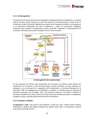 65
5.1.1. Termorregulación
El conjunto de los mecanismos de termorregulación está gobernado por el hipotálamo, un área del
sistema nervioso central situada en la base del cerebro. Su funcionamiento es similar al de un
termostato, recibe información mediante una amplia red de receptores sensibles a la temperatura
y sus variaciones distribuidos por todo el organismo, y activa los mecanismos fisiológicos
necesarios para mantener la temperatura interna constante, incluyendo la descomposición de
principios inmediatos para producir energía térmica en caso necesario.
Termorregulación del cuerpo humano
En este esquema, las flechas rojas representan vías nerviosas y las flechas azules indican vías
hormonales. En el hombre, la ruta hormonal juega un papel secundario. En otros animales, sin
embargo, es la vía principal en la regulación de la temperatura. La hormona liberadora de la
tirotropina -TRH- es segregada por el hipotálamo y estimula a la hipófisis para que fabrique la
hormona estimulante de la tiroides -TSH-. Esta hormona estimula a la tiroides a fabricar las
hormonas triyodotironina (T3) y tiroxina (T4). Estas hormonas tiroideas estimulan el metabolismo
energético celular, actuando directamente sobre las mitocondrias.
5.1.2. Conceptos y unidades:
a) Exposición a calor: Una persona está expuesta a estrés por calor, cuando existen factores
ambientales y propios del trabajo realizado que pueden hacer subir su temperatura corporal
interna por encima de los 38° C:
 