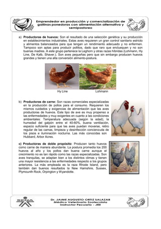 a) Productoras de huevos: Son el resultado de una selección genética y su producción 
en establecimientos industriales. Estas aves requieren un gran control sanitario estricto 
y alimentos balanceados para que tengan un rendimiento adecuado y no enfermen. 
Tampoco son aptas para producir pollitos, dado que raro que encluequen y no son 
buenas madres. A este grupo pertenece la Leghorn y otras razas híbridas (Lohmann, Hy 
Line, De Kalb, Shaver.). Son aves pequeñas pero que sin embargo producen huevos 
grandes y tienen una alta conversión alimento-postura. 
Hy Line Lohmann 
b) Productoras de carne: Son razas comerciales especializadas 
en la producción de pollos para el consumo. Requieren los 
mismos cuidados y exigencias de alimentación que las aves 
productoras de huevos. Este tipo de ave es muy propenso a 
las enfermedades y muy exigentes en cuanto a las condiciones 
ambientales: Temperatura adecuada (según la edad), la 
humedad del galpón entre el 40-60%, buena ventilación, 
espacio suficiente para que las aves puedan moverse, retiro 
regular de las camas, limpieza y desinfección concienzuda de 
los pisos e iluminación nocturna. Las más conocidas son 
Hubbard, Arbor Acres. 
c) Productoras de doble propósito: Producen tanto huevos 
como carne de manera abundante. La postura promedia los 200 
huevos al año y los pollos dan buena carne aunque el 
crecimiento no es tan rápido como las razas especializadas. Son 
aves tranquilas, se adaptan bien a los distintos climas y tienen 
una mayor resistencia a las enfermedades respecto a los grupos 
anteriores. La más empleada es la raza Rhode Island, pero 
también dan buenos resultados la New Hamshire, Sussex, 
Plymounth Rock, Orpington y Wyandotte. 
 