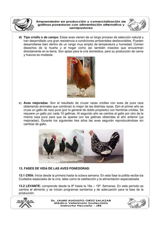 d) Tipo criollo o de campo. Estas aves vienen de un largo proceso de selección natural y
han desarrollado una gran resistencia a condiciones ambientales desfavorables. Pueden
desarrollarse bien dentro de un rango muy amplio de temperatura y humedad. Comen
desechos de la huerta y el hogar como así también insectos que encuentran
directamente en la tierra. Son aptas para la cría doméstica, pero su producción de carne
y huevos es modesta.
e) Aves mejoradas: Son el resultado de cruzar razas criollas con aves de pura raza
obteniendo animales que combinan lo mejor de las distintas razas. Ejm el primer año se
cruza un gallo de raza pura (por lo general de doble propósito) con hembras criollas. Se
requiere un gallo por cada 10 gallinas. Al segundo año se cambia al gallo por otro de la
misma raza pura para que se aparee con las gallinas obtenidas el año anterior (ya
mejoradas). Durante los siguientes tres años las aves seguirán reproduciéndose sin
cambiar de gallo.
13. FASES DE VIDA DE LAS AVES PONEDORAS:
13.1 CRÍA: Inicia desde la primera hasta la octava semana. En esta fase la pollita recibe los
Cuidados especiales de la cría, tales como la calefacción y la alimentación especializada.
13.2 LEVANTE: comprende desde la 8ª hasta la 18a – 19ª. Semanas. En este período se
cambia el alimento y se inician programas sanitarios y de adecuación para la fase de la
producción.
 