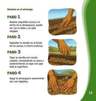 Siembra en el almacigo
PASO 1
Realizar pequeños surcos a lo
ancho de la almaciguera, puede
ser con el dedo o un palo
delgado.
mg), 2
Depositar la semilla en el fondo
de los surcos, a chorro continuo.
?Aso 3
Tapar la semilla con mucho
cuidado, compactando un poco y
posteriormente se tapa con paja
toda la superficie.
PASÓ, _AS
Regar la almaciguera suavemente
con una regadera.
 