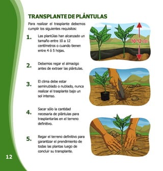 TRANSPLANTE DE PLÁNTULAS
Para realizar el trasplante debemos
cumplir los siguientes requisitos:
Las plantillas han alcanzado un
tamaño entre 10 a 12
centímetros o cuando tienen
entre 4 ó 5 hojas.
Debemos regar el almacigo
antes de extraer las plántulas.
El clima debe estar
seminublado o nublado, nunca
realizar el trasplante bajo un
sol intenso.
Sacar sólo la cantidad
necesaria de plántulas para
trasplantarlas en el terreno
definitivo.
Regar el terreno definitivo para
garantizar el prendimiento de
todas las plantas luego de
concluir su transplante.
 