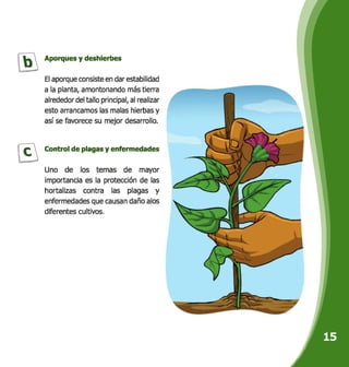 Aporques y deshierbes
El aporque consiste en dar estabilidad
a la planta, amontonando más tierra
alrededor del tallo principal, al realizar
esto arrancamos las malas hierbas y
así se favorece su mejor desarrollo.
Control de plagas y enfermedades
Uno de los temas de mayor
importancia es la protección de las
hortalizas contra las plagas y
enfermedades que causan daño abso
diferentes cultivos.
 