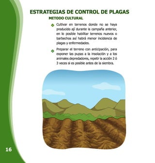 ESTRATEGIAS DE CONTROL DE PLAGAS
METODO CULTURAL
Cultivar en terrenos donde no se haya
producido ají durante la campaña anterior,
en lo posible habilitar terrenos nuevos o
barbechos así habrá menor incidencia de
plagas y enfermedades.
Preparar el terreno con anticipación, para
exponer las pupas a la insolación y a los
animales depredadores, repetir la acción 2 ó
3 veces si es posible antes de la siembra.
1111
 