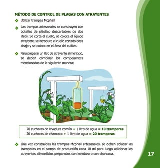 MÉTODO DE CONTROL DE PLAGAS CON ATRAYENTES
Utilizar trampas Mcphail
Las trampas artesanales se construyen con
botellas de plástico descartables de dos
litros. Se corta el cuello, se coloca el líquido
atrayente, se introduce el cuello cortado boca
abajo y se coloca en el área del cultivo.
Para preparar un litro de atrayente alimenticio,
se deben combinar los componentes
mencionados de la siguiente manera:
20 cucharas de levadura común + 1 litro de agua = 10 tramperas
I 20 cucharas de chancaca + 1 litro de agua = 20 tramperas
Una vez construidas las trampas Mcphail artesanales, se deben colocar las
tramperas en el campo de producción cada 10 ml para luego adicionar los
atrayentes alimenticios preparados con levadura o con chancaca.
 