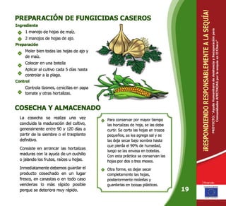 PREPARACIÓN DE FUNGICIDAS CASEROS
Ingrediente
1 manojo de hojas de maíz.
2 manojos de hojas de ajo.
Preparación
Moler bien todas las hojas de ajo y
de maíz.
Colocar en una botella
Aplicar al cultivo cada 5 días hasta
controlar a la plaga.
Control
Controla tizones, cenicillas en papa
tomate y otras hortalizas.
COSECHA Y ALMACENADO
La cosecha se realiza una vez
concluida la maduración del cultivo,
generalmente entre 90 y 120 días a
partir de la siembre o el trasplante
definitivo.
Consiste en arrancar las hortalizas
maduras con la ayuda de un cuchillo
o jalando los frutos, raíces u hojas.
Inmediatamente debemos guardar el
producto cosechado en un lugar
fresco, en canastas o en todo caso
venderlas lo más rápido posible
porque se deteriora muy rápido.
J Para conservar por mayor tiempo
las hortalizas de hoja, se las debe
curtir. Se corta las hojas en trozos
pequeños, se les agrega sal y se
las deja secar bajo sombra hasta
que pierda el 90% de humedad,
luego se las envasa en botellas.
Con esta práctica se conservan las
hojas por dos o tres meses.
Otra forma, es dejar secar
completamente las hojas,
posteriormente molerlas y
guardarlas en bolsas plásticas.
L
 