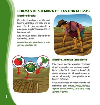 FORMAS DE SIEMBRA DE LAS HORTALIZAS
Siembra directa
Consiste en sembrar la semilla en el
terreno definitivo una sola vez, al
cabo de 7 días germinarán y
emergerán las plantas creciendo en
forma normal.
Las hortalizas que se siembran en
forma directa son:
zanahoria, maíz, papa, haba, arveja,
poroto, vainitas y ajo.
Siembra Indirecta (Trasplante)
Este tipo de siembra se realiza primero el
almacigo, pasadas unas semanas o cuando
tienen entre 3 a 4 hojas y un tamaño de
planta de entre 10- 12 centímetros, se
sacan del almacigo para plantar en el
terreno definitivo.
Los cultivos que se practican con este tipo
de siembra son: tomate, acelga, lechuga,
repollo, coliflor, brcícoli, beterraga, nabo,
rábano y cebolla.
 