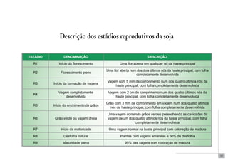 13 
Descrição dos estádios reprodutivos da soja 
Estádio denominação DESCRIÇÃO 
R1 Início do florescimento Uma flor aberta em qualquer nó da haste principal 
R2 Florescimento pleno Uma flor aberta num dos dois últimos nós da haste principal, com folha 
completamente desenvolvida 
R3 Início da formação de vagens Vagem com 5 mm de comprimento num dos quatro últimos nós da 
haste principal, com folha completamente desenvolvida 
R4 Vagem completamente 
desenvolvida 
Vagem com 2 cm de comprimento num dos quatro últimos nós da 
haste principal, com folha completamente desenvolvida 
R5 Início do enchimento de grãos Grão com 3 mm de comprimento em vagem num dos quatro últimos 
nós da haste principal, com folha completamente desenvolvida 
R6 Grão verde ou vagem cheia 
Uma vagem contendo grãos verdes preenchendo as cavidades da 
vagem de um dos quatro últimos nós da haste principal, com folha 
completamente desenvolvida 
R7 Início da maturidade Uma vagem normal na haste principal com coloração de madura 
R8 Desfolha natural Plantas com vagens amarelas e 50% de desfolha 
R9 Maturidade plena 95% das vagens com coloração de madura 
 