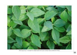 17 
Observação (Fig. 2). Exemplo de condição desfavorável para avaliação foliar (molhamento foliar). 
 