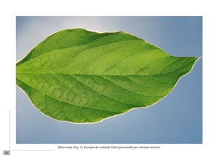 18 
Observação (Fig. 3). Exemplo de avaliação foliar (procurando por sintomas iniciais). 
 
