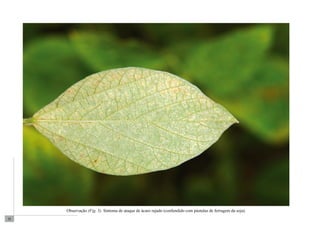 20 
Observação (Fig. 5). Sintoma de ataque de ácaro rajado (confundido com pústulas de ferrugem da soja). 
 