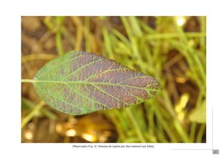 21 
Observação (Fig. 6). Sintoma de injúria por óleo mineral (em folha). 
 