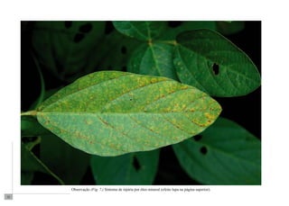 22 
Observação (Fig. 7.) Sintoma de injúria por óleo mineral (efeito lupa na página superior). 
 