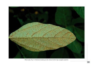 23 
Observação (Fig. 8). Sintoma de injúria por óleo mineral (efeito lupa na página superior). 
 
