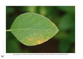 24 
Observação (Fig. 9). Sintoma de injúria por herbicida latifolicida pós-emergente (confundido com mancha-parda da folha). 
 
