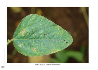 36 
MOR (Cs) (Fig. 3). Folha com múltiplas lesões. 
 