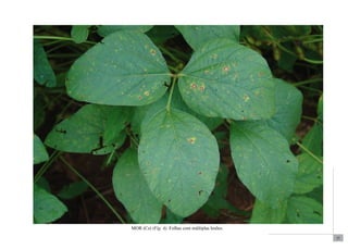 37 
MOR (Cs) (Fig. 4). Folhas com múltiplas lesões. 
 
