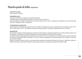 39 
Mancha-parda da folha (septoriose) 
Agente causal 
Septoria glycines Hemmi. 
Disseminação 
A primeira ocorrência se origina de sementes infectadas. 
A disseminação é favorecida por períodos secos, pelo vento e pela chuva. 
Sob alta umidade, conídios são liberados por meio da ação da chuva, que os suspende em gotículas que são levadas pelo 
vento até a deposição sobre o hospedeiro. 
Condições favoráveis 
A esporulação é favorecida por períodos de alta umidade e temperaturas amenas, desenvolvendo os sintomas entre 15 ºC e 
30 °C, sendo ótima a 25 °C. A incidência da doença aumenta quando o período de molhamento é de 6 a 36 horas. 
Descrição 
Os primeiros sintomas são lesões pequenas na forma de pontuações ou manchas angulares de cor parda, podem aparecer aos 
15 dias após o surgimento das folhas unifolioladas e são provenientes de infecções nas sementes. 
Nas folhas verdes, surgem pequenas pontuações, menores que 1 mm, de cor parda que, ao se desenvolverem, formam manchas 
maiores que apresentam halos amarelados e centro de contornos angulares de coloração parda na face superior e rosada na 
face inferior da folha. 
Quando ocorrem infecções severas, as manchas podem apresentar tamanho suficiente para cobrir as superfícies superior e 
inferior das folhas, provocando desfolha e maturação prematura e consequente redução da produtividade. 
 