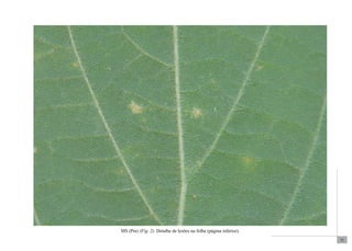 53 
MS (Pm) (Fig. 2). Detalhe de lesões na folha (página inferior). 
 