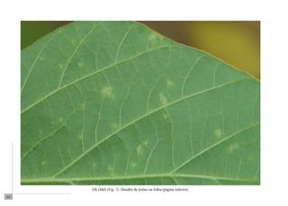 62 
OS (Md) (Fig. 1). Detalhe de lesões na folha (página inferior). 
 