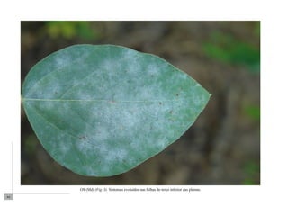 64 
OS (Md) (Fig. 3). Sintomas evoluídos nas folhas do terço inferior das plantas. 
 
