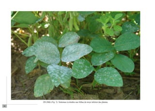66 
OS (Md) (Fig. 5). Sintomas evoluídos nas folhas do terço inferior das plantas. 
 