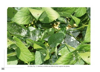 68 
OS (Md) (Fig. 7). Sintomas evoluídos nas folhas do terço superior das plantas. 
 