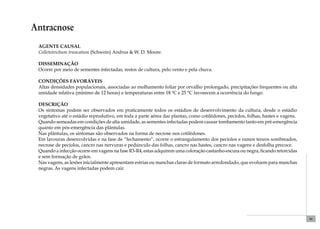69 
Antracnose 
Agente causal 
Colletotrichum truncatum (Schwein) Andrus & W. D. Moore. 
Disseminação 
Ocorre por meio de sementes infectadas, restos de cultura, pelo vento e pela chuva. 
Condições favoráveis 
Altas densidades populacionais, associadas ao molhamento foliar por orvalho prolongado, precipitações frequentes ou alta 
umidade relativa (mínimo de 12 horas) e temperaturas entre 18 ºC e 25 °C favorecem a ocorrência do fungo. 
Descrição 
Os sintomas podem ser observados em praticamente todos os estádios de desenvolvimento da cultura, desde o estádio 
vegetativo até o estádio reprodutivo, em toda a parte aérea das plantas, como cotilédones, pecíolos, folhas, hastes e vagens. 
Quando semeadas em condições de alta umidade, as sementes infectadas podem causar tombamento tanto em pré-emergência 
quanto em pós-emergência das plântulas. 
Nas plântulas, os sintomas são observados na forma de necrose nos cotilédones. 
Em lavouras desenvolvidas e na fase de “fechamento”, ocorre o estrangulamento dos pecíolos e ramos tenros sombreados, 
necrose de pecíolos, cancro nas nervuras e pedúnculo das folhas, cancro nas hastes, cancro nas vagens e desfolha precoce. 
Quando a infecção ocorre em vagens na fase R3-R4, estas adquirem uma coloração castanho-escura ou negra, ficando retorcidas 
e sem formação de grãos. 
Nas vagens, as lesões inicialmente apresentam estrias ou manchas claras de formato arredondado, que evoluem para manchas 
negras. As vagens infectadas podem cair. 
 