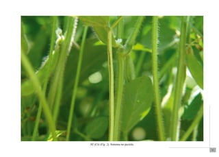 71 
AT (Ct) (Fig. 2). Sintoma no pecíolo. 
 