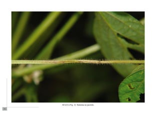 72 
AT (Ct) (Fig. 3). Sintoma no pecíolo. 
 
