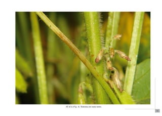73 
AT (Ct) (Fig. 4). Sintoma em ramo tenro. 
 