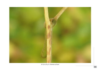 75 
AT (Ct) (Fig. 6). Sintoma na haste. 
 