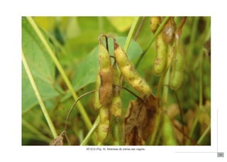 77 
AT (Ct) (Fig. 8). Sintomas de estrias nas vagens. 
 