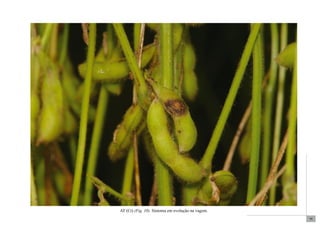 79 
AT (Ct) (Fig. 10). Sintoma em evolução na vagem. 
 