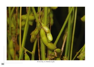 80 
AT (Ct) (Fig. 11). Sintoma no grão. 
 