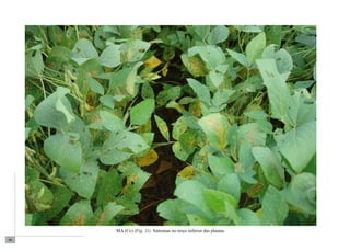 96 
MA (Cc) (Fig. 11). Sintomas no terço inferior das plantas. 
 
