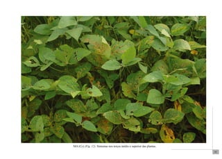 97 
MA (Cc) (Fig. 12). Sintomas nos terços médio e superior das plantas. 
 