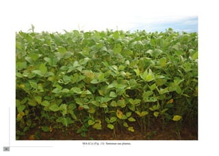 98 
MA (Cc) (Fig. 13). Sintomas nas plantas. 
 