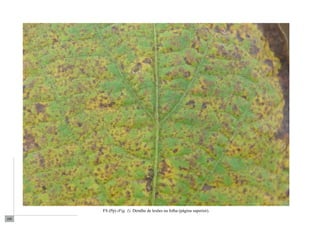 100 
FS (Pp) (Fig. 1). Detalhe de lesões na folha (página superior). 
 
