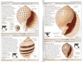 Peter Dance Shell Manual de identificacion s. peter dance | PDF