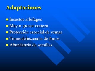 Adaptaciones
 Insectos xilófagos
 Mayor grosor corteza
 Protección especial de yemas
 Termodehiscendia de frutos
 Abundancia de semillas
 