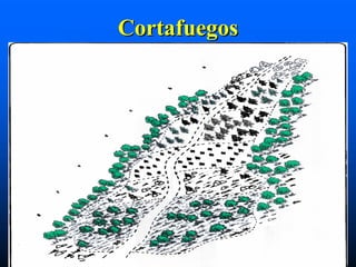 Cortafuegos
 