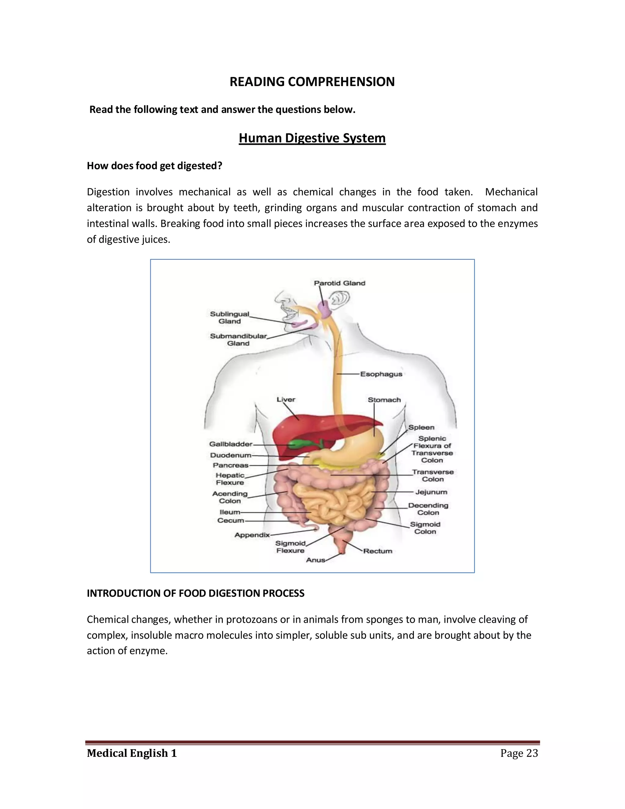 READING COMPREHENSION
Read the following text and answer the questions below.

                                 Human Digestive System
How does food get digested?

Digestion involves mechanical as well as chemical changes in the food taken. Mechanical
alteration is brought about by teeth, grinding organs and muscular contraction of stomach and
intestinal walls. Breaking food into small pieces increases the surface area exposed to the enzymes
of digestive juices.




INTRODUCTION OF FOOD DIGESTION PROCESS

Chemical changes, whether in protozoans or in animals from sponges to man, involve cleaving of
complex, insoluble macro molecules into simpler, soluble sub units, and are brought about by the
action of enzyme.




Medical English 1                                                                         Page 23
 