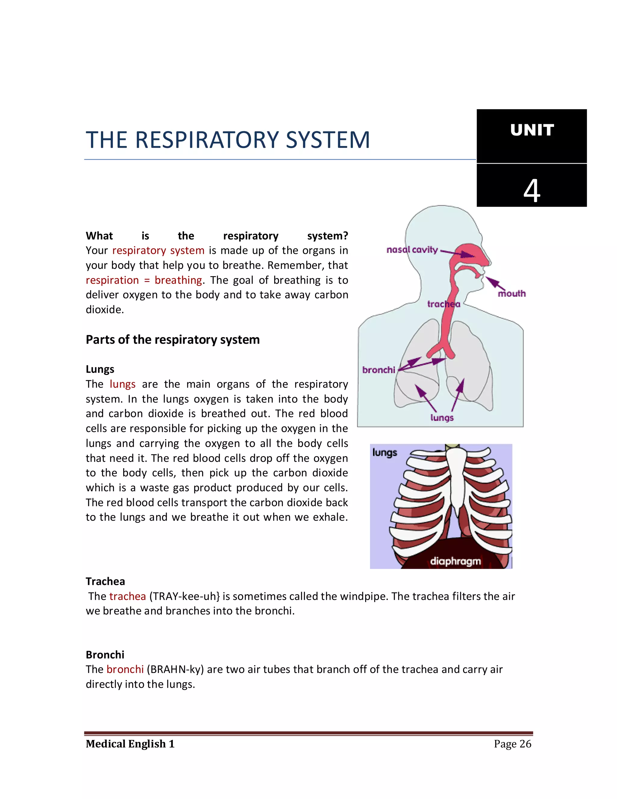 UNIT
THE RESPIRATORY SYSTEM

                                                                                          4
What       is      the     respiratory     system?
Your respiratory system is made up of the organs in
your body that help you to breathe. Remember, that
respiration = breathing. The goal of breathing is to
deliver oxygen to the body and to take away carbon
dioxide.

Parts of the respiratory system

Lungs
The lungs are the main organs of the respiratory
system. In the lungs oxygen is taken into the body
and carbon dioxide is breathed out. The red blood
cells are responsible for picking up the oxygen in the
lungs and carrying the oxygen to all the body cells
that need it. The red blood cells drop off the oxygen
to the body cells, then pick up the carbon dioxide
which is a waste gas product produced by our cells.
The red blood cells transport the carbon dioxide back
to the lungs and we breathe it out when we exhale.




Trachea
The trachea (TRAY-kee-uh} is sometimes called the windpipe. The trachea filters the air
we breathe and branches into the bronchi.


Bronchi
The bronchi (BRAHN-ky) are two air tubes that branch off of the trachea and carry air
directly into the lungs.



Medical English 1                                                                  Page 26
 