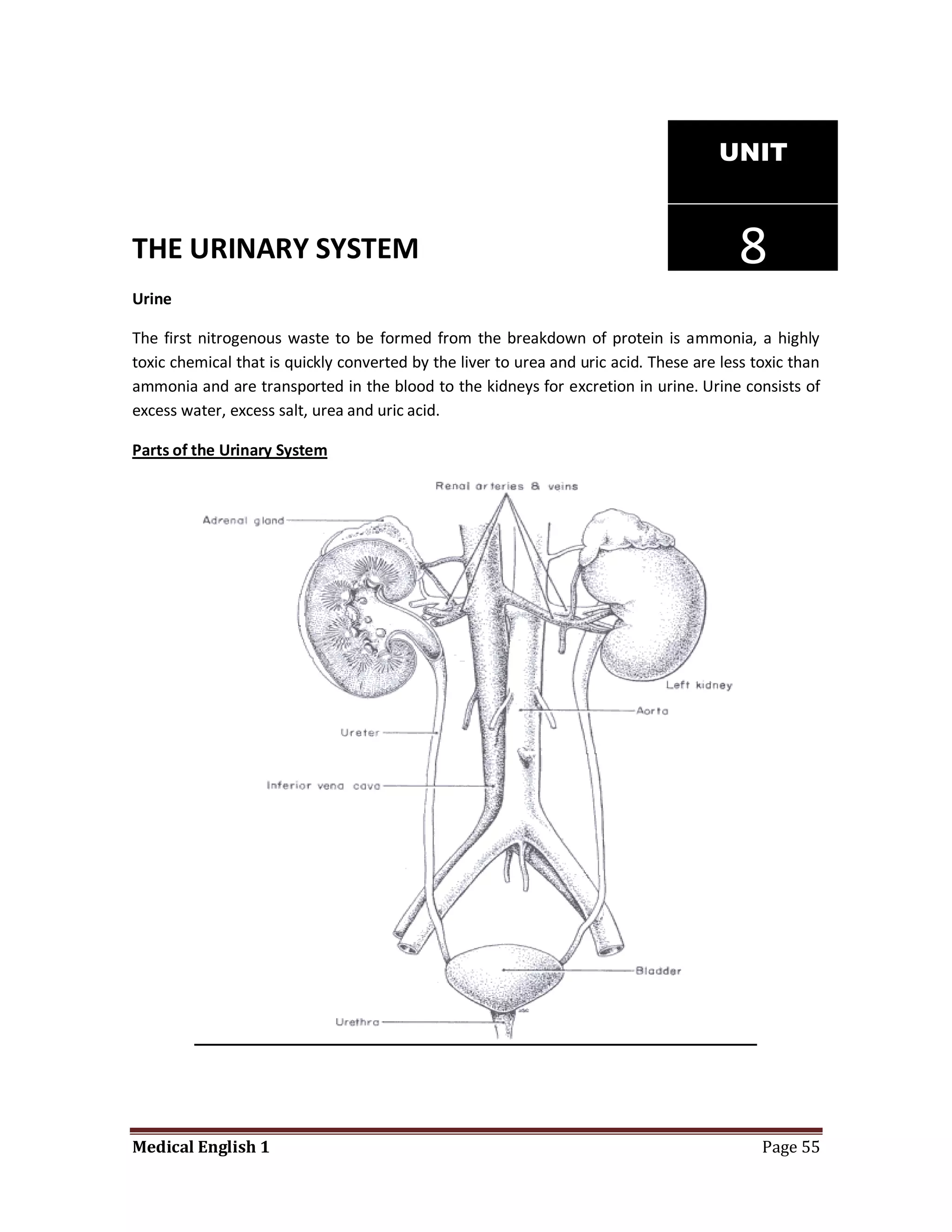 UNIT


THE URINARY SYSTEM                                                                       8
Urine

The first nitrogenous waste to be formed from the breakdown of protein is ammonia, a highly
toxic chemical that is quickly converted by the liver to urea and uric acid. These are less toxic than
ammonia and are transported in the blood to the kidneys for excretion in urine. Urine consists of
excess water, excess salt, urea and uric acid.

Parts of the Urinary System




Medical English 1                                                                            Page 55
 