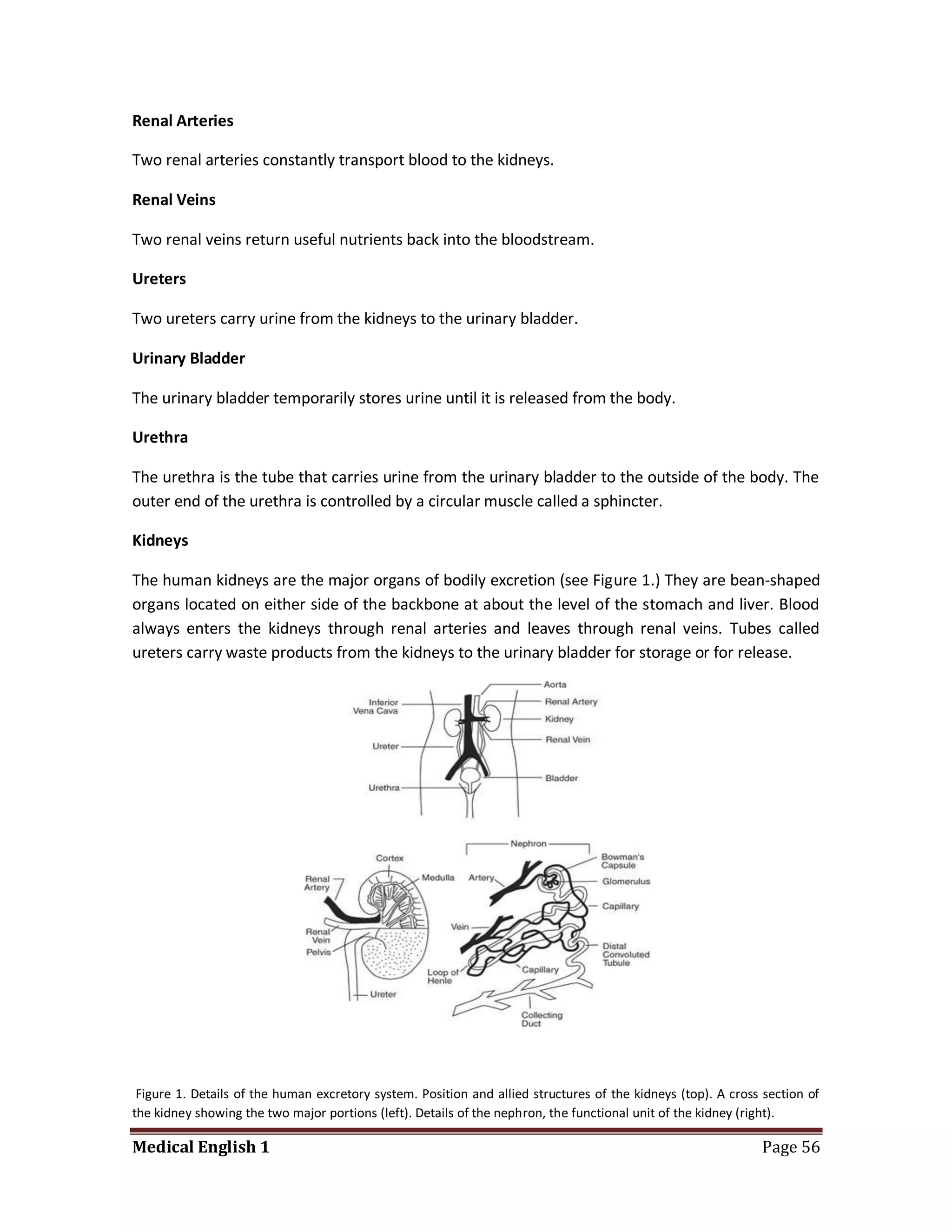 Renal Arteries

Two renal arteries constantly transport blood to the kidneys.

Renal Veins

Two renal veins return useful nutrients back into the bloodstream.

Ureters

Two ureters carry urine from the kidneys to the urinary bladder.

Urinary Bladder

The urinary bladder temporarily stores urine until it is released from the body.

Urethra

The urethra is the tube that carries urine from the urinary bladder to the outside of the body. The
outer end of the urethra is controlled by a circular muscle called a sphincter.

Kidneys

The human kidneys are the major organs of bodily excretion (see Figure 1.) They are bean-shaped
organs located on either side of the backbone at about the level of the stomach and liver. Blood
always enters the kidneys through renal arteries and leaves through renal veins. Tubes called
ureters carry waste products from the kidneys to the urinary bladder for storage or for release.




 Figure 1. Details of the human excretory system. Position and allied structures of the kidneys (top). A cross section of
the kidney showing the two major portions (left). Details of the nephron, the functional unit of the kidney (right).

Medical English 1                                                                                             Page 56
 
