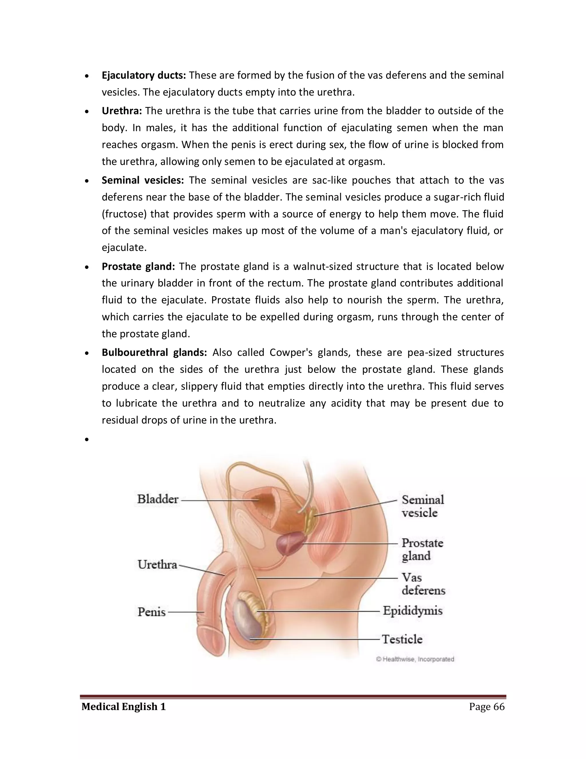    Ejaculatory ducts: These are formed by the fusion of the vas deferens and the seminal
    vesicles. The ejaculatory ducts empty into the urethra.
   Urethra: The urethra is the tube that carries urine from the bladder to outside of the
    body. In males, it has the additional function of ejaculating semen when the man
    reaches orgasm. When the penis is erect during sex, the flow of urine is blocked from
    the urethra, allowing only semen to be ejaculated at orgasm.
   Seminal vesicles: The seminal vesicles are sac-like pouches that attach to the vas
    deferens near the base of the bladder. The seminal vesicles produce a sugar-rich fluid
    (fructose) that provides sperm with a source of energy to help them move. The fluid
    of the seminal vesicles makes up most of the volume of a man's ejaculatory fluid, or
    ejaculate.
   Prostate gland: The prostate gland is a walnut-sized structure that is located below
    the urinary bladder in front of the rectum. The prostate gland contributes additional
    fluid to the ejaculate. Prostate fluids also help to nourish the sperm. The urethra,
    which carries the ejaculate to be expelled during orgasm, runs through the center of
    the prostate gland.
   Bulbourethral glands: Also called Cowper's glands, these are pea-sized structures
    located on the sides of the urethra just below the prostate gland. These glands
    produce a clear, slippery fluid that empties directly into the urethra. This fluid serves
    to lubricate the urethra and to neutralize any acidity that may be present due to
    residual drops of urine in the urethra.





Medical English 1                                                                    Page 66
 