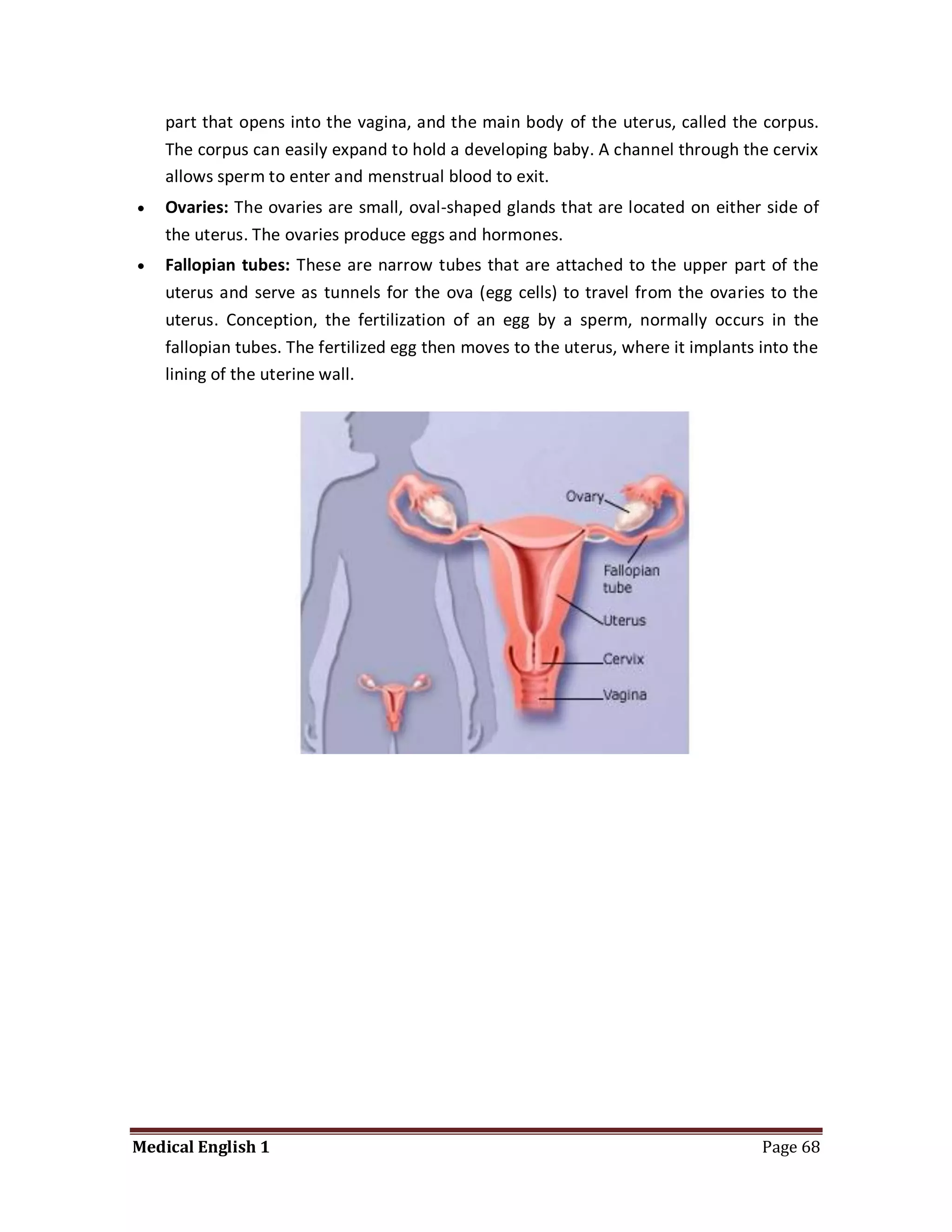 part that opens into the vagina, and the main body of the uterus, called the corpus.
    The corpus can easily expand to hold a developing baby. A channel through the cervix
    allows sperm to enter and menstrual blood to exit.
   Ovaries: The ovaries are small, oval-shaped glands that are located on either side of
    the uterus. The ovaries produce eggs and hormones.
   Fallopian tubes: These are narrow tubes that are attached to the upper part of the
    uterus and serve as tunnels for the ova (egg cells) to travel from the ovaries to the
    uterus. Conception, the fertilization of an egg by a sperm, normally occurs in the
    fallopian tubes. The fertilized egg then moves to the uterus, where it implants into the
    lining of the uterine wall.




Medical English 1                                                                   Page 68
 